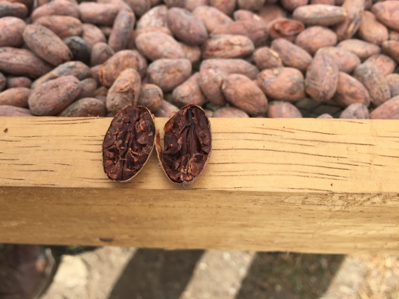 Cacao bean cut in half on wood post
