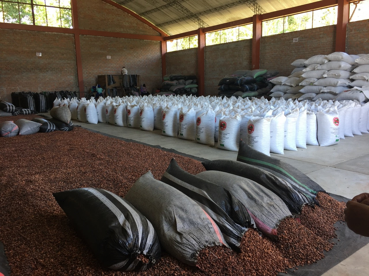 cacao beans in warehouse at VRAE cacao farm in peru
