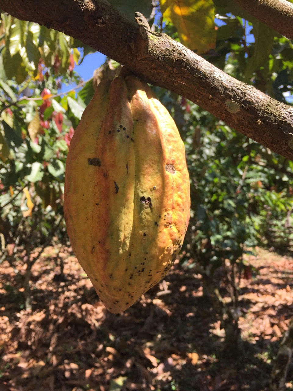 cacao pod at VRAE cacao farm in peru