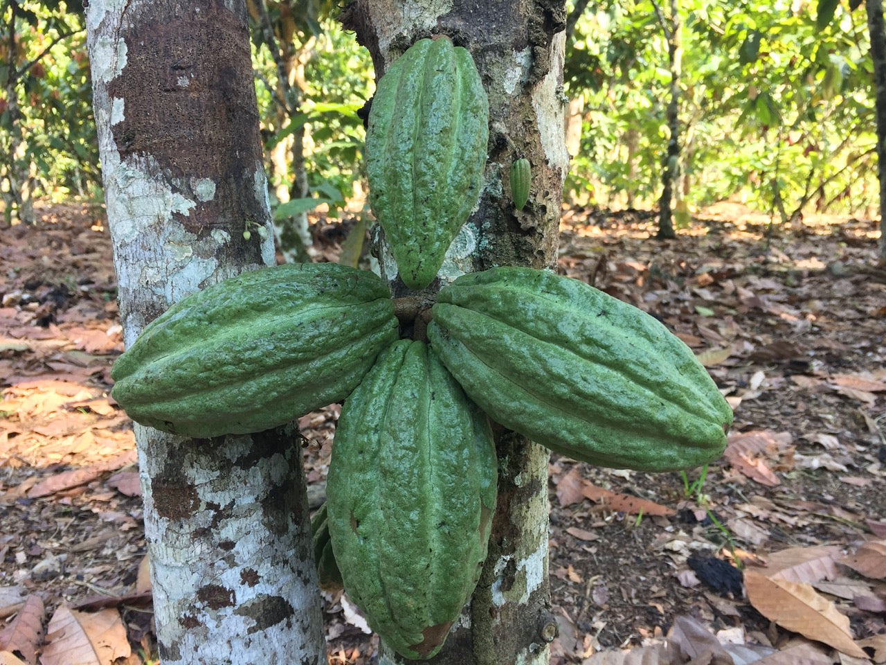 green cacao pods at VRAE cacao farm in peur