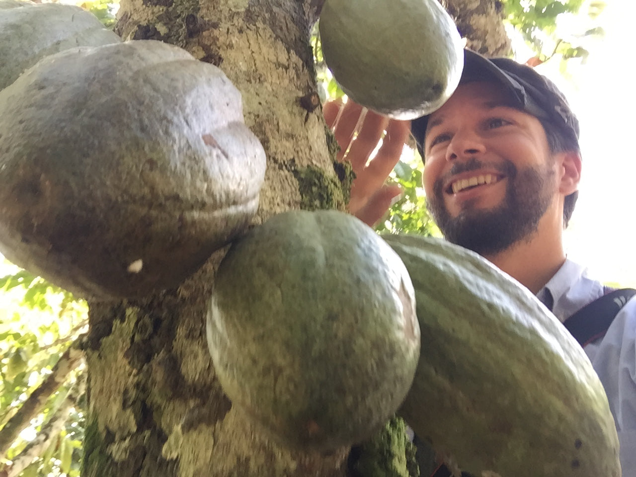 man with green cacao pods on tree at VRAE cacao farm in peru