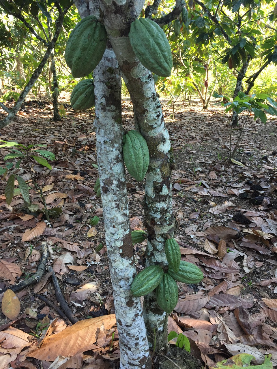 green cacao pods on tree at VRAE cacao farm in peur