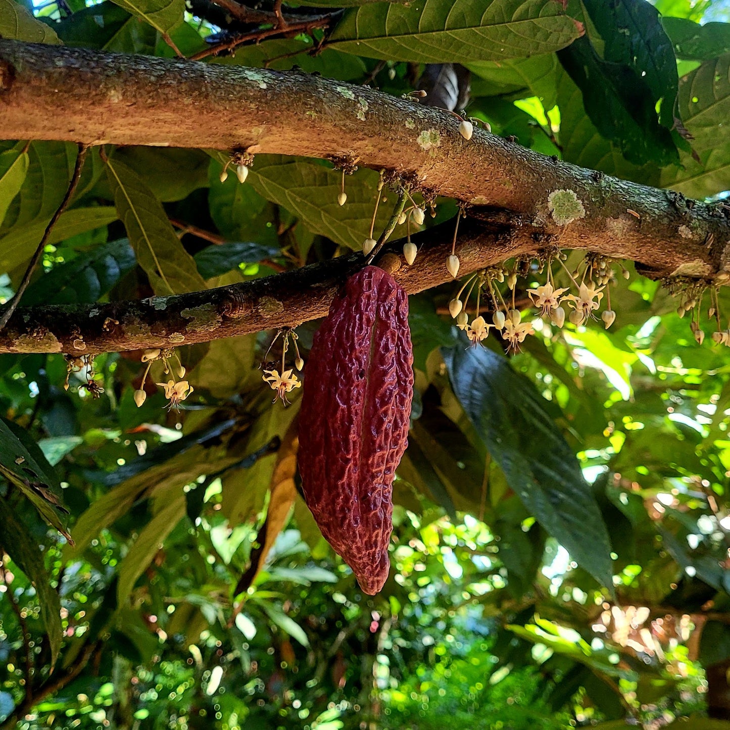 cacao tree with cacao bean fruit at fair trade farm