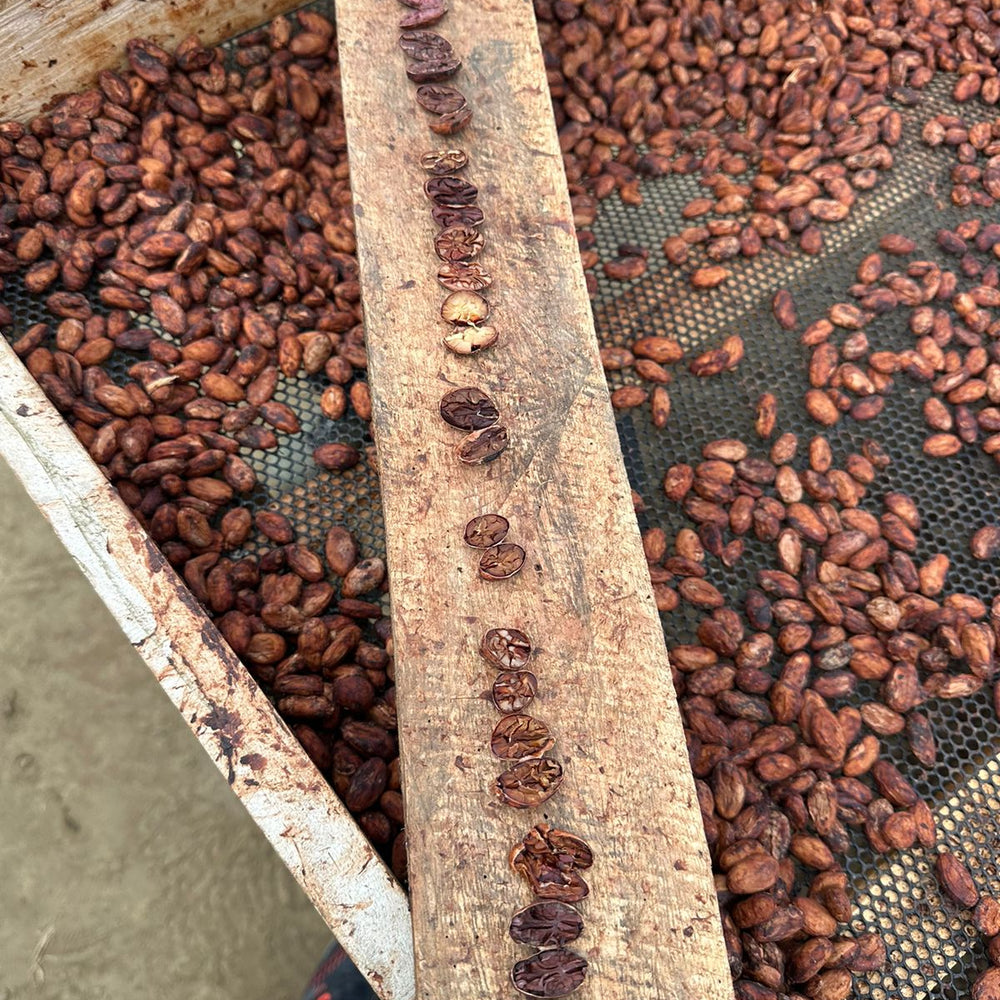 cacao beans on a net and cacao beans cut in half on a wood beam above at Piura cacao farm in peru