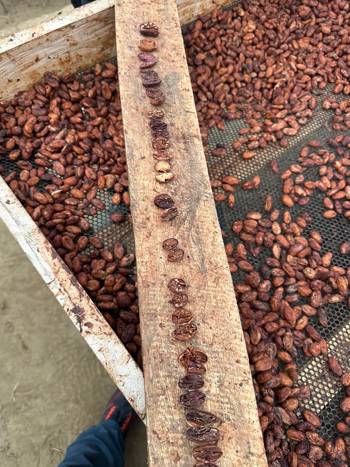 cacao beans on a net and cacao beans cut in half on a wood beam above at Piura cacao farm in peru