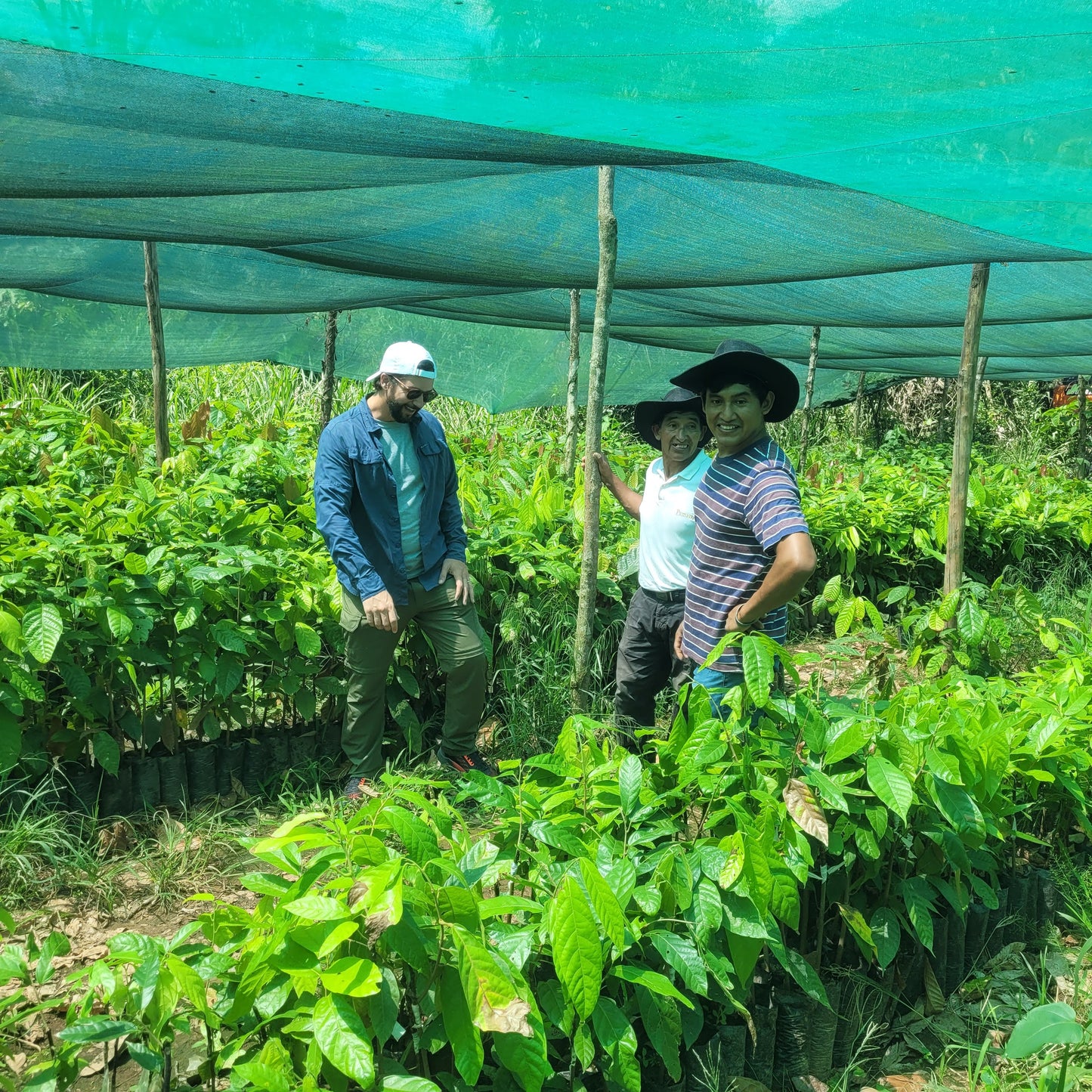 green leafy plants at a cacao farm in Peru