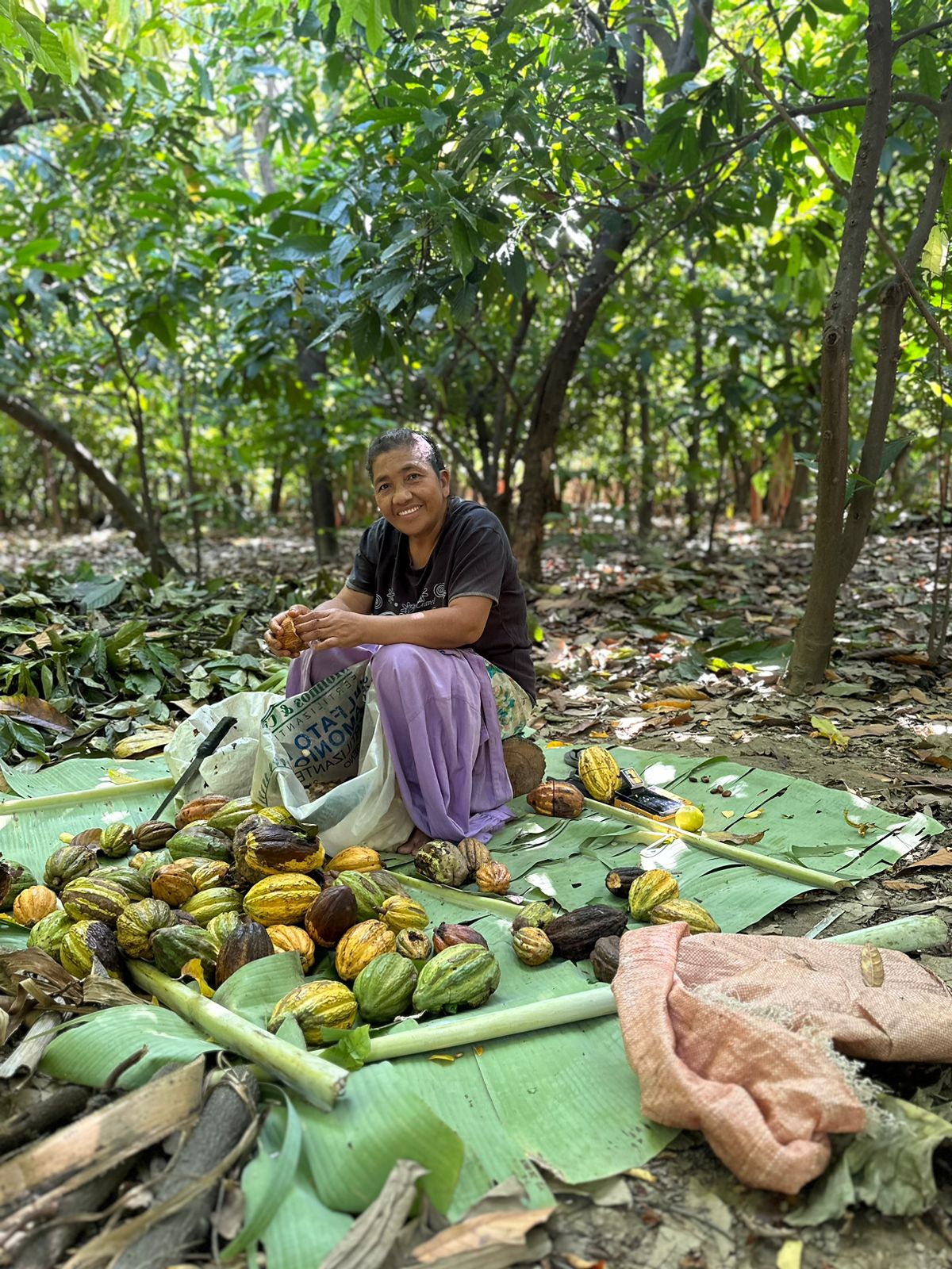 a woman smiling with many cacao pods in the forest of the Piura cacao farm in peru