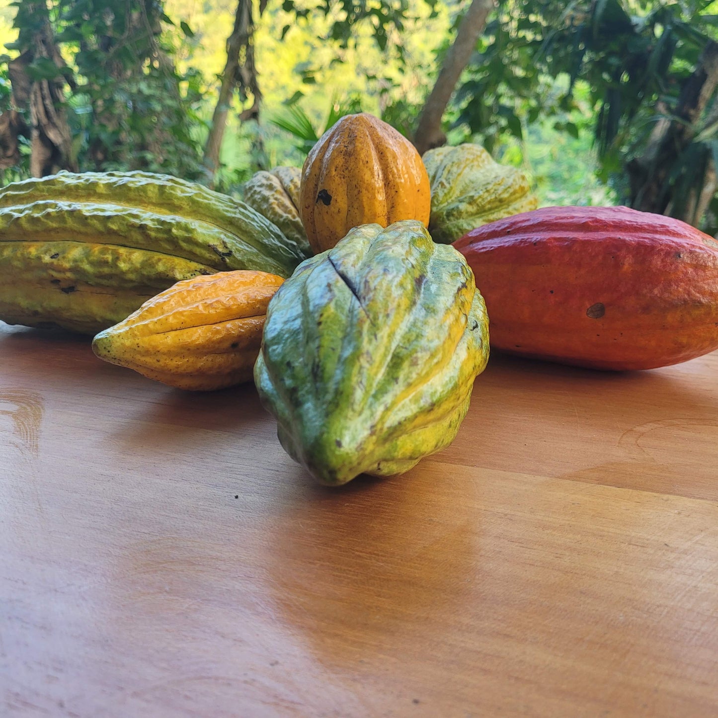 colorful cacao pods on a wood table