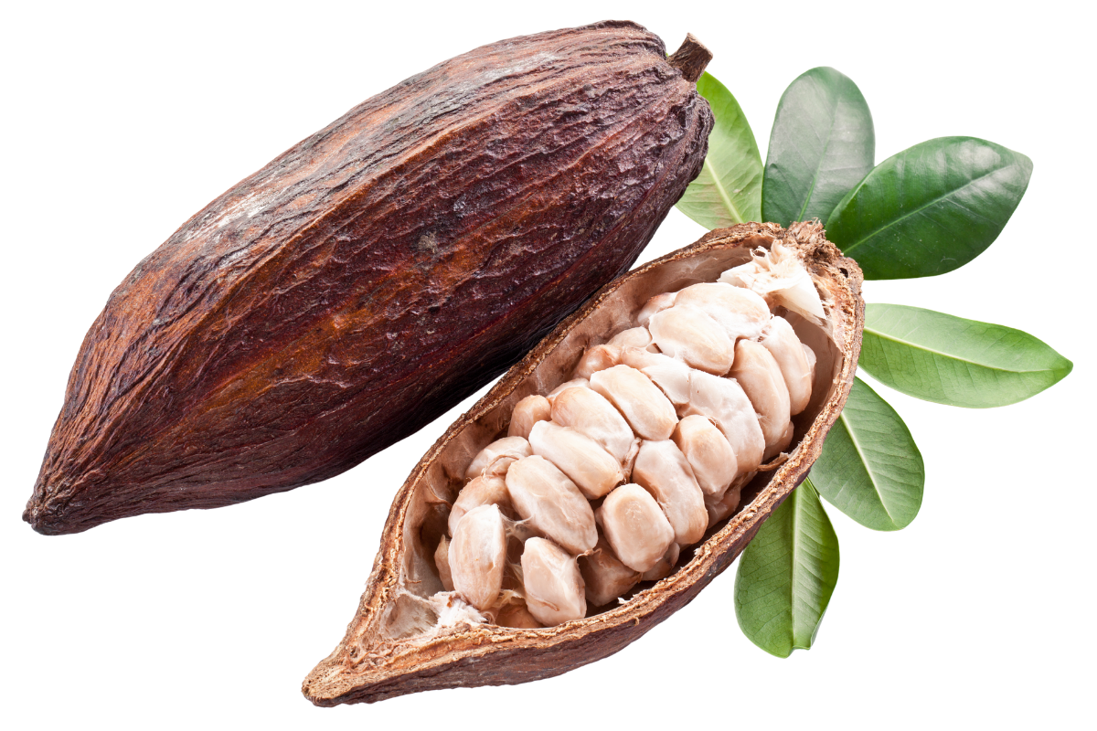 Close-up of colorful cacao pods harvested from the tree, showing the natural variations in shape, size, and texture. Represents the raw origin of chocolate and Viva Cacao’s commitment to transparent trade and ethical sourcing.